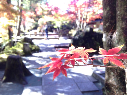 庭園の紅葉情報　vol６｜富士山温泉ホテル鐘山苑