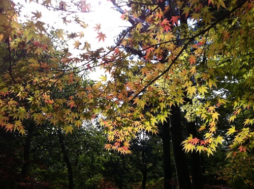 平成２４年１０月２日の庭園