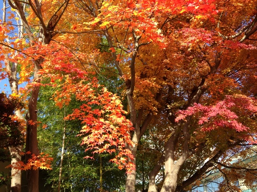 庭園の紅葉情報　vol１２｜富士山温泉ホテル鐘山苑