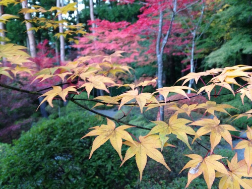 平成２４年１１月１日の庭園