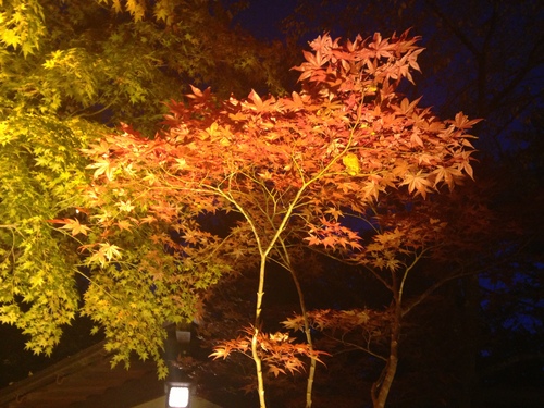 平成２４年１１月４日の庭園