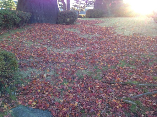 平成２４年１１月１９日の庭園