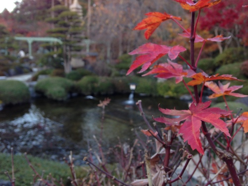 平成２４年１１月１９日の庭園