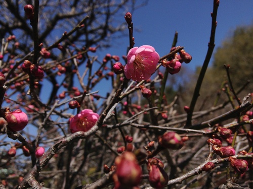 庭園の梅・桜情報№３｜富士山温泉ホテル鐘山苑