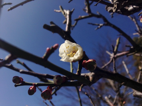 庭園の梅・桜情報№２｜富士山温泉ホテル鐘山苑