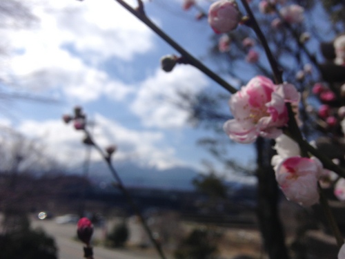 富士山温泉ホテル鐘山苑：庭園・梅