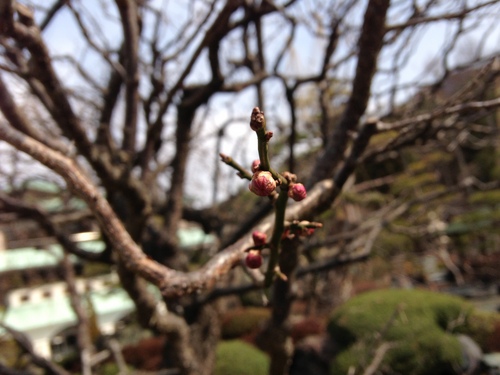 富士山温泉ホテル鐘山苑：庭園・梅