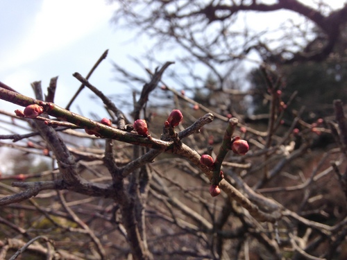 富士山温泉ホテル鐘山苑：庭園・紅梅