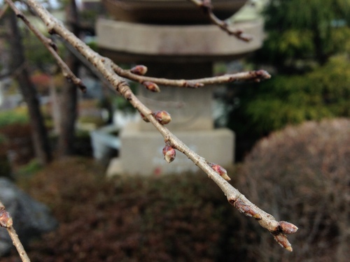 富士山温泉ホテル鐘山苑：庭園・桜