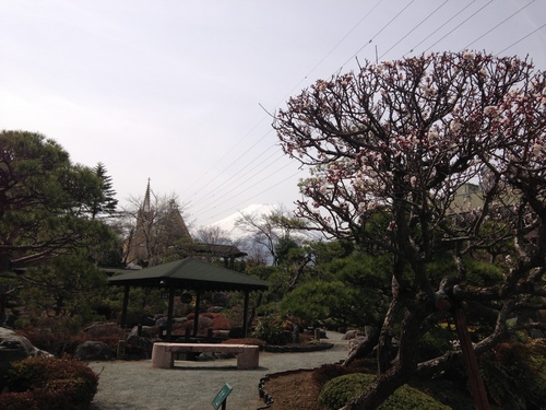 庭園の梅・桜情報№５｜富士山温泉ホテル鐘山苑