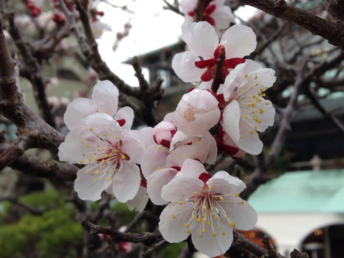 富士山温泉ホテル鐘山苑：庭園・梅