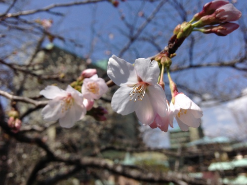 富士山温泉ホテル鐘山苑：庭園・桜