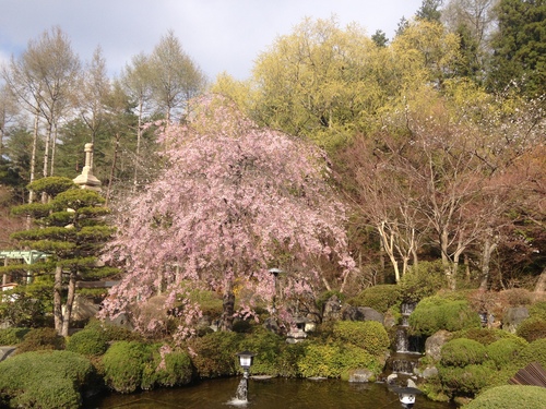 庭園の梅・桜情報№１０｜富士山温泉ホテル鐘山苑