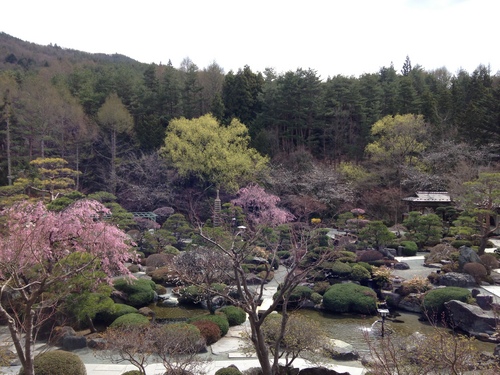 庭園の梅・桜情報№９｜富士山温泉ホテル鐘山苑