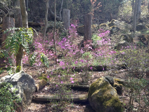 富士山温泉ホテル鐘山苑：庭園・ミツバツツジ