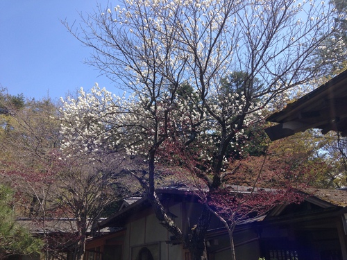 富士山温泉ホテル鐘山苑：庭園・ハクトウ