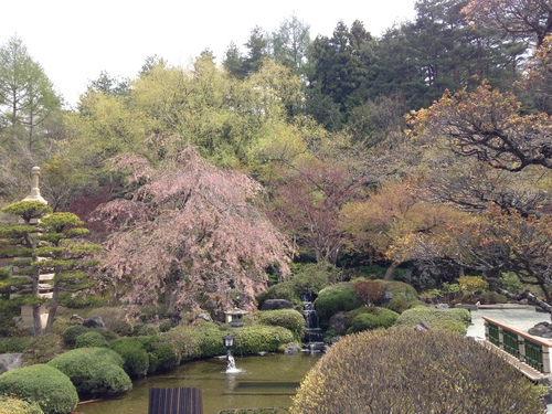 富士山温泉ホテル鐘山苑：庭園・桜