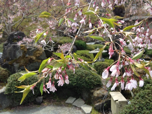 富士山温泉ホテル鐘山苑：庭園・桜