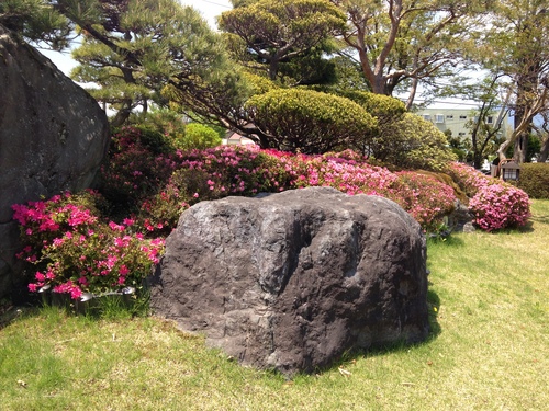 春の庭園情報（ツツジ）｜富士山温泉ホテル鐘山苑