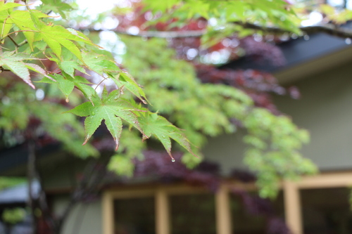 富士山温泉ホテル鐘山苑：庭園