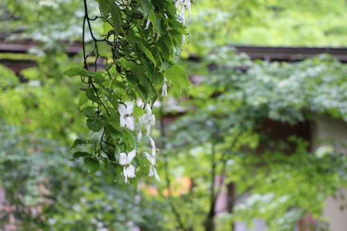 富士山温泉ホテル鐘山苑：庭園