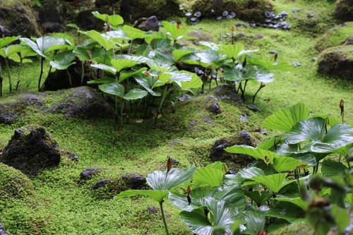 富士山温泉ホテル鐘山苑：庭園