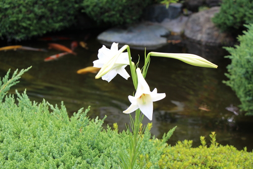 富士山温泉ホテル鐘山苑：庭園