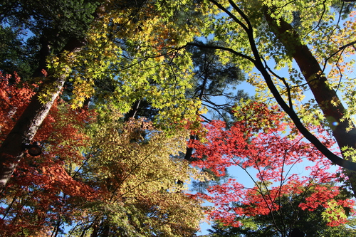 富士山温泉ホテル鐘山苑：紅葉５＿２