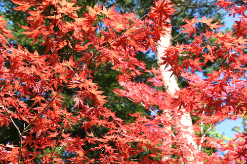 富士山温泉ホテル鐘山苑：紅葉５＿４