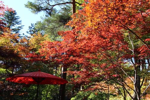 庭園の紅葉情報№５｜富士山温泉ホテル鐘山苑