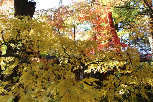 富士山温泉ホテル鐘山苑：紅葉５＿６