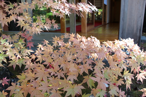 富士山温泉ホテル鐘山苑：紅葉５＿７