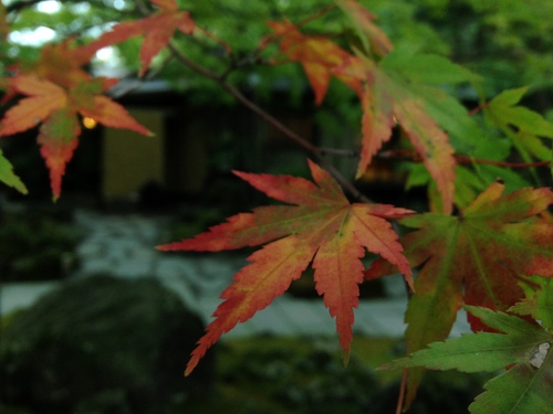 富士山温泉ホテル鐘山苑：庭園・紅葉