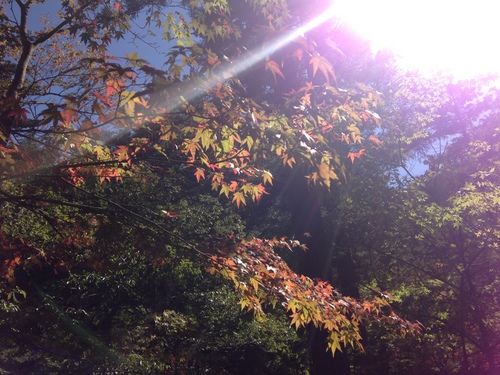 富士山温泉ホテル鐘山苑：庭園・紅葉