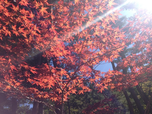 富士山温泉ホテル鐘山苑：庭園・紅葉