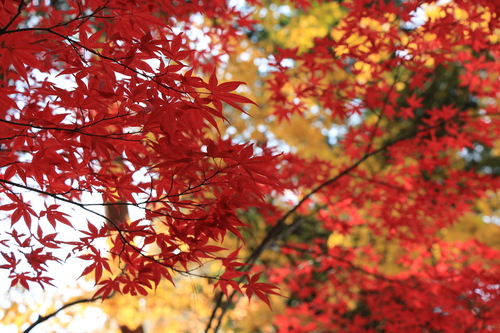 富士山温泉ホテル鐘山苑：１１／２紅葉＿２