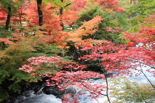 富士山温泉ホテル鐘山苑：１１／２紅葉＿３