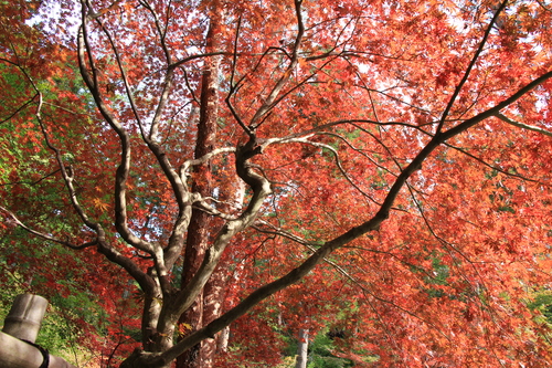 富士山温泉ホテル鐘山苑：１１／２紅葉＿４