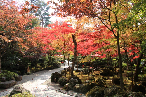 富士山温泉ホテル鐘山苑：１１／２紅葉＿５