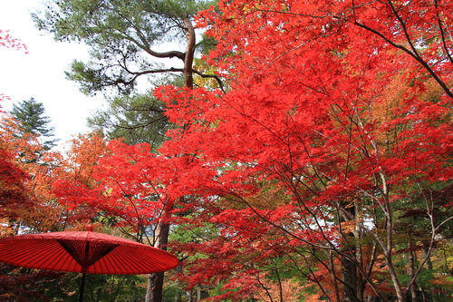 富士山温泉ホテル鐘山苑：１１／２紅葉＿６