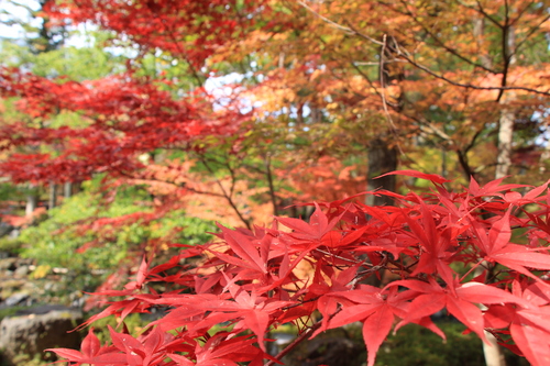 富士山温泉ホテル鐘山苑：１１／２紅葉＿７