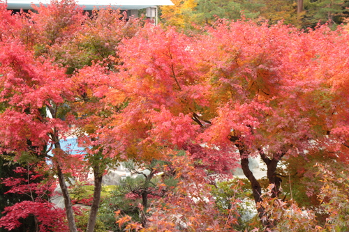 富士山温泉ホテル鐘山苑：紅葉１１／９＿２