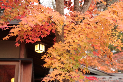 富士山温泉ホテル鐘山苑：紅葉１１／９＿３