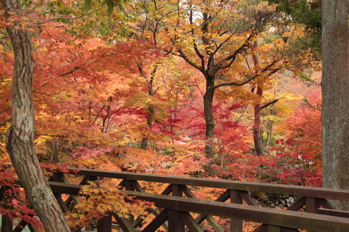 庭園の紅葉情報No.9｜富士山温泉ホテル鐘山苑