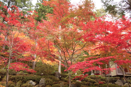 富士山温泉ホテル鐘山苑：紅葉１１／９＿６