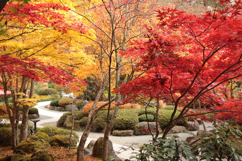 富士山温泉ホテル鐘山苑：紅葉１１／９＿７