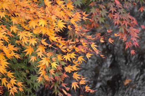 富士山温泉ホテル鐘山苑：紅葉１１／９＿９