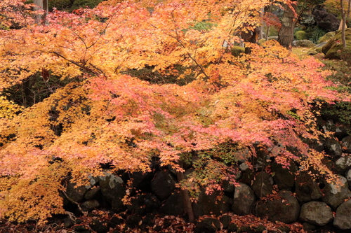 富士山温泉ホテル鐘山苑：紅葉１１／９＿１０