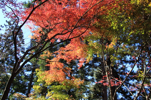 富士山温泉ホテル鐘山苑：１１／１３＿２