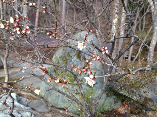 ２０１４年庭園の梅・桜開花情報№１